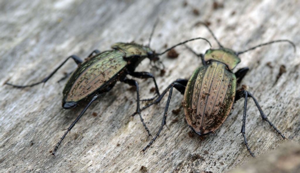 Carabus cancellatus